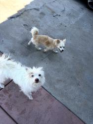 Found/Stray Unknown Dog last seen Kitching, Moreno Valley, CA 92551