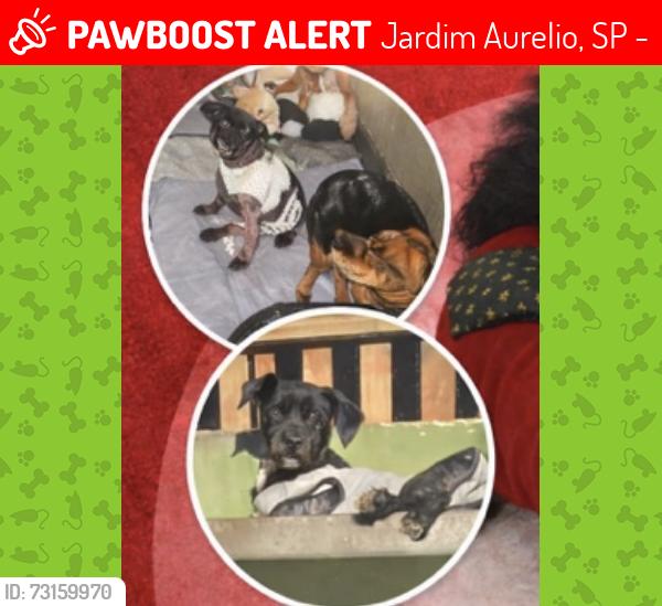 Lost Female Dog last seen Mercado Alexandre sapao, Jardim Aurelio, SP 05857-290