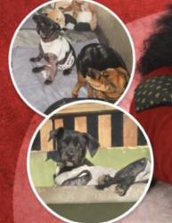 Lost Female Dog last seen Mercado Alexandre sapao, Jardim Aurelio, SP 05857-290