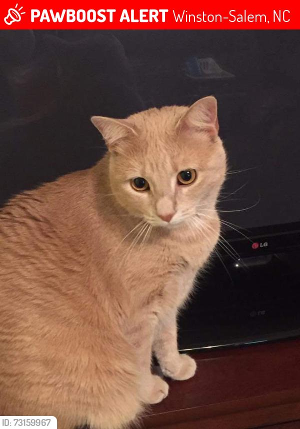 Lost Female Cat last seen Community Rd, Winston-Salem, NC 27107