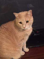 Lost Female Cat last seen Community Rd, Winston-Salem, NC 27107
