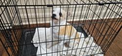 Found/Stray Female Dog last seen Winterberry Ct, Fort Worth, TX 76244