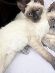 Reunited Female Cat last seen wade hampton blvd near 7brew, Greenville, SC 29615