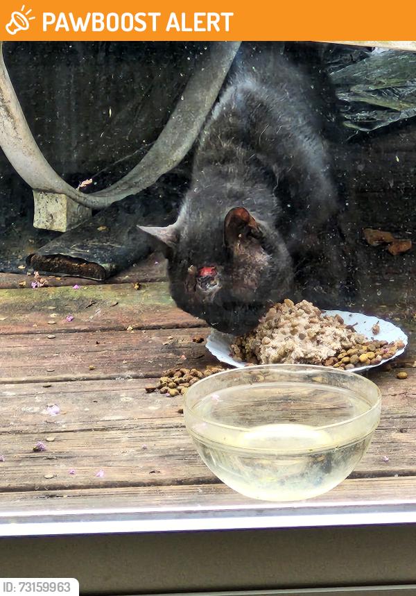 Found/Stray Unknown Cat last seen North Celestial Drive and Saturn Lane, Spartanburg County, SC 29651