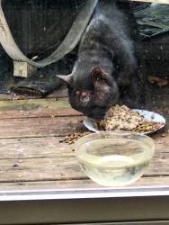 Found/Stray Unknown Cat last seen North Celestial Drive and Saturn Lane, Spartanburg County, SC 29651