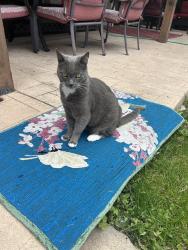 Lost Male Cat last seen Granada and Palm Street, San Diego, CA 92104