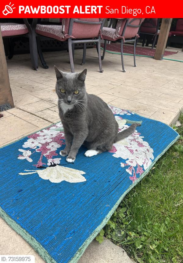 Lost Male Cat last seen Granada and Palm Street, San Diego, CA 92104