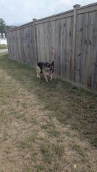 Found/Stray Unknown Dog last seen Duncan's Creek neighborhood, Lillington, NC 27546