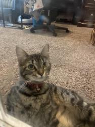Found/Stray Female Cat last seen Riverstone at Indian Lodge, San Antonio TX 78253, San Antonio, TX 78253