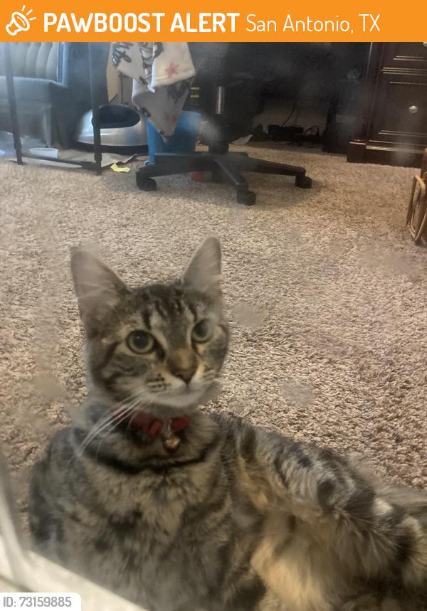 Found/Stray Female Cat last seen Riverstone at Indian Lodge, San Antonio TX 78253, San Antonio, TX 78253