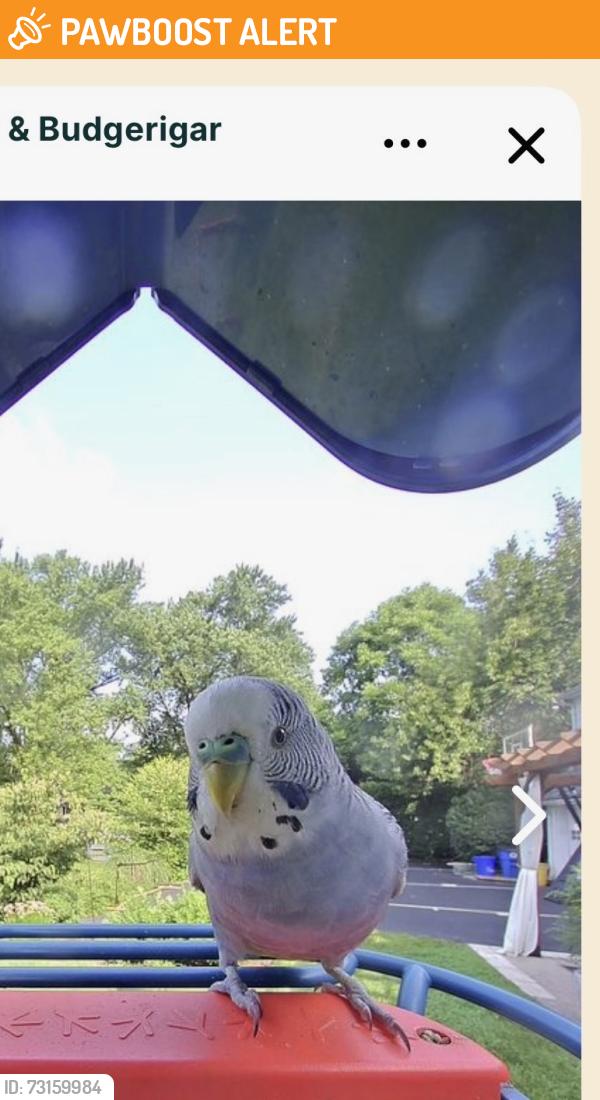 Found/Stray Unknown Bird last seen Saw Mill Park, Newtown Square, PA 19073