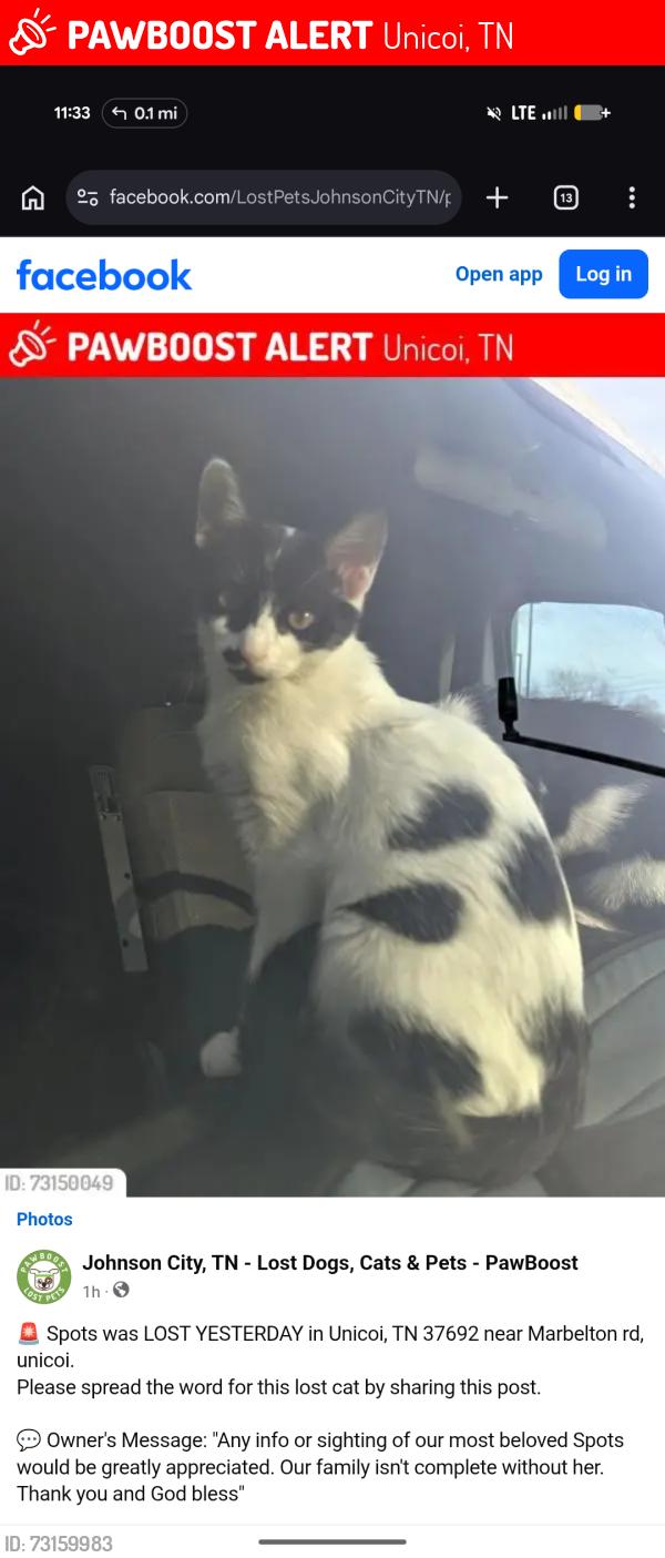 Lost Female Cat last seen Across the street, Unicoi, TN 37692