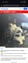 Lost Female Cat last seen Across the street, Unicoi, TN 37692