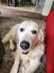 Reunited Male Dog last seen All about Street and Poplar Street, Boise, ID 83704