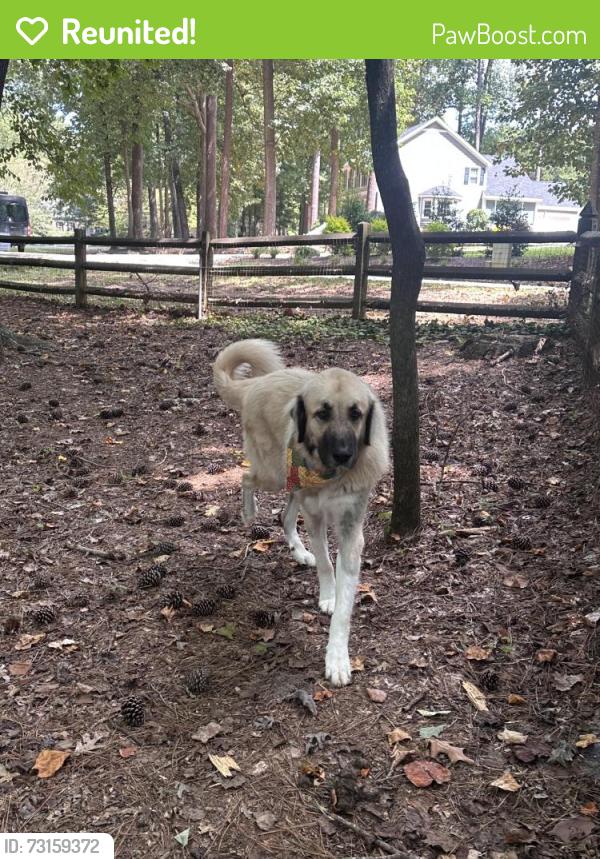 Reunited Male Dog last seen Creekridge Dr Neighborhood/ Red oak/ N old carriage rd, Rocky Mount, NC 27804