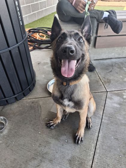 Shelter Stray Female Dog last seen Near Fulton Industial BLVD, Atlanta, GA, 1251 Fulton Industrial Blvd NW, Atlanta, GA 30336, USA
