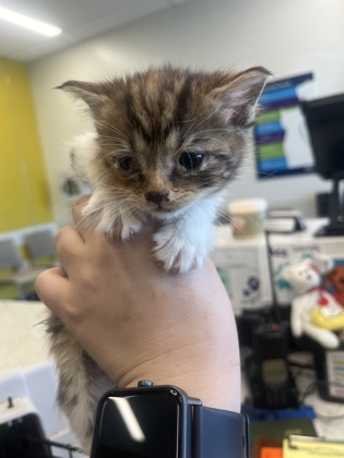 Shelter Stray Female Cat last seen Near Piedmont AVE, Atlanta, GA, 1251 Fulton Industrial Blvd NW, Atlanta, GA 30336, USA