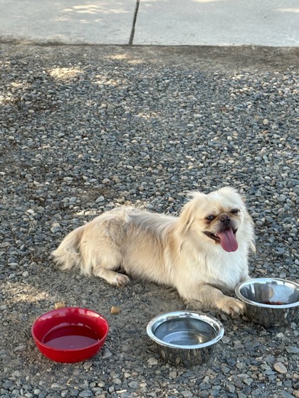 Shelter Stray Male Dog last seen N McCall Ave & Osborne Ln, Clovis Zone Fresno CO 4 93619, CA, 1510 W Dan Ronquillo Dr, Fresno, CA 93706, USA