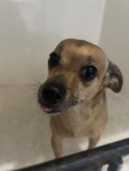 Shelter Stray Female Dog last seen Near Harry Ln Blvd, Knox County ASO, TN, 3201 Division St, Knoxville, TN 37919, USA