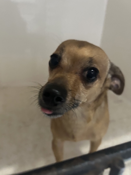Shelter Stray Female Dog last seen Near Harry Ln Blvd, Knox County ASO, TN, 3201 Division St, Knoxville, TN 37919, USA