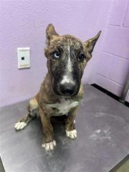 Shelter Stray Male Dog last seen Near N Mesa St, CITY of El Paso, TX, 5001 Fred Wilson Ave, El Paso, TX 79906, USA