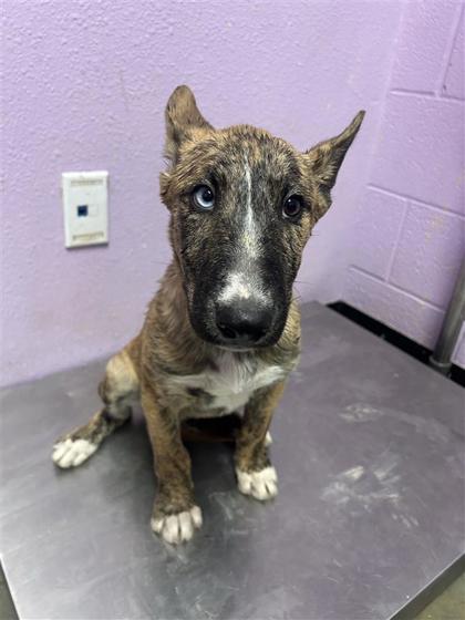 Shelter Stray Male Dog last seen Near N Mesa St, CITY of El Paso, TX, 5001 Fred Wilson Ave, El Paso, TX 79906, USA