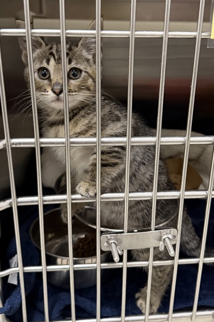 Shelter Stray Female Cat last seen Near Bennett Pl, 21223, MD, 301 Stockholm St, Baltimore, MD 21230, USA