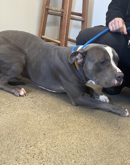 Shelter Stray Male Dog last seen , , OH, 9203 Detroit Ave, Cleveland, OH 44102, USA