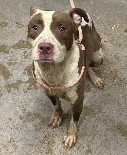 Shelter Stray Female Dog last seen Near Gertude, 4th District, OH, 9203 Detroit Ave, Cleveland, OH 44102, USA