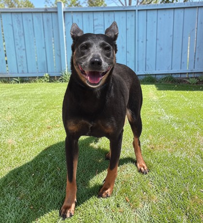 Shelter Stray Female Dog last seen N Dunkenfield Ave, Crystal River, FL, 4030 S Airport Rd, Inverness, FL 34450, USA