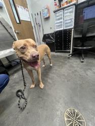 Shelter Stray Male Dog last seen Near N U.S. Hwy 52, Berkeley County, SC, 2455 Remount Rd, North Charleston, SC 29406, USA