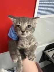Shelter Stray Male Cat last seen Near Perisinnon Circle, Berkeley County, SC, 2455 Remount Rd, North Charleston, SC 29406, USA