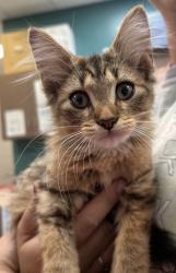 Shelter Stray Male Cat last seen Near Cicero Rd Lot 130, HC Strays by Out of County Residents, IN, 10501 Hague Rd, Fishers, IN 46038, USA
