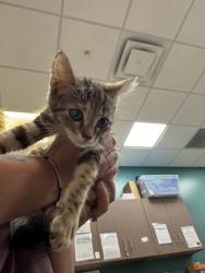 Shelter Stray Female Cat last seen Near Cicero Rd Lot 130, HC Strays by Out of County Residents, IN, 10501 Hague Rd, Fishers, IN 46038, USA