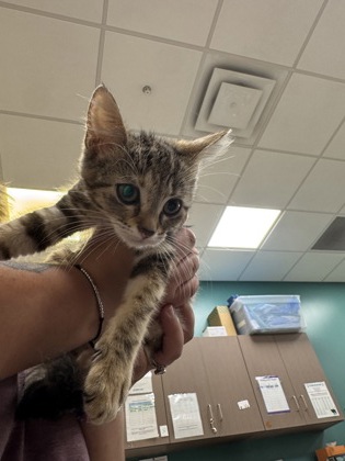 Shelter Stray Female Cat last seen Near Cicero Rd Lot 130, HC Strays by Out of County Residents, IN, 10501 Hague Rd, Fishers, IN 46038, USA
