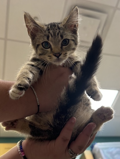 Shelter Stray Male Cat last seen Near Cicero Rd Lot 130, HC Strays by Out of County Residents, IN, 10501 Hague Rd, Fishers, IN 46038, USA