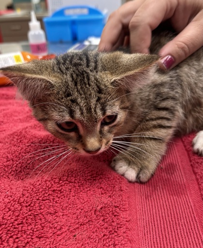 Shelter Stray Male Cat last seen Near Cicero Rd Lot 130, HC Strays by Out of County Residents, IN, 10501 Hague Rd, Fishers, IN 46038, USA
