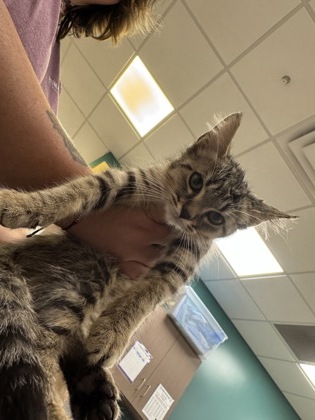 Shelter Stray Male Cat last seen Near Cicero Rd Lot 130, HC Strays by Out of County Residents, IN, 10501 Hague Rd, Fishers, IN 46038, USA