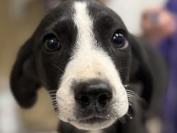 Shelter Stray Male Dog last seen Behind Target in Wolf Ranch by the dumpster, City of Georgetown, TX, 1855 SE Inner Loop, Georgetown, TX 78626, USA