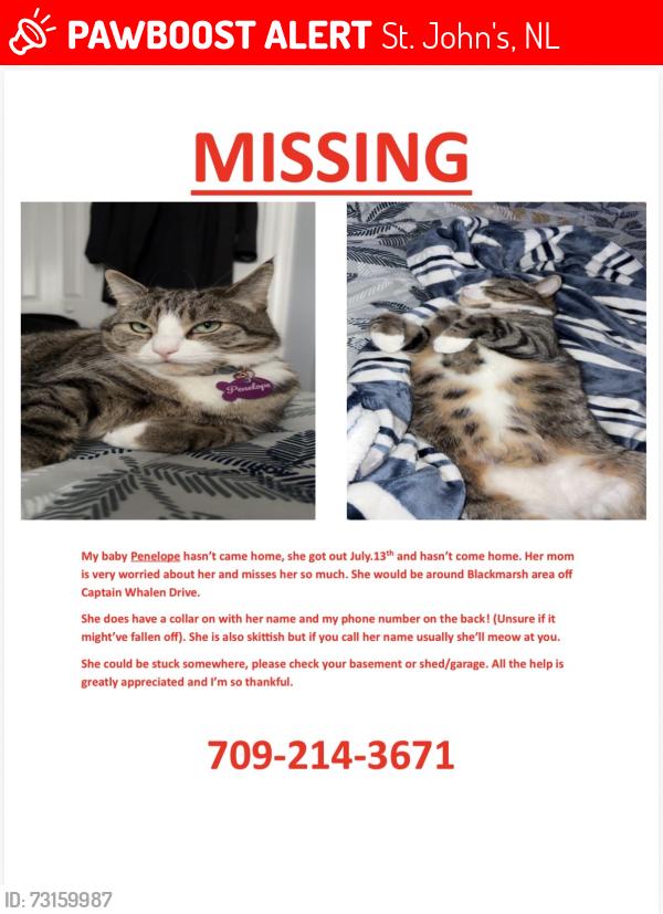 Lost Female Cat last seen Blackmarsh rd, St. John's, NL 