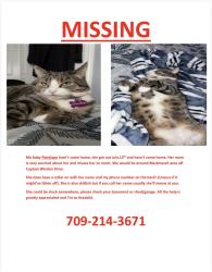 Lost Female Cat last seen Blackmarsh rd, St. John's, NL 