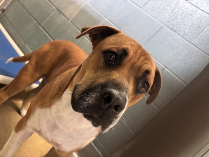 Shelter Stray Male Dog last seen , , CA, 1101 29th Ave, Oakland, CA 94601, USA