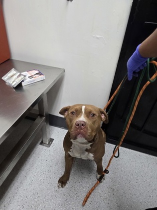 Shelter Stray Female Dog last seen Near 47th Ave, Oakland, CA, 1101 29th Ave, Oakland, CA 94601, USA