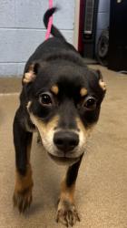 Shelter Stray Male Dog last seen Near Gresham Road SE, Atlanta 30316, 30316, GA, 3280 Chamblee Dunwoody Rd, Chamblee, GA 30341, USA
