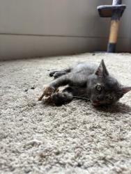 Shelter Stray Female Cat last seen , , CA, 1101 29th Ave, Oakland, CA 94601, USA