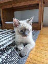 Shelter Stray Female Cat last seen , , CA, 1101 29th Ave, Oakland, CA 94601, USA