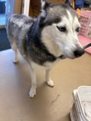 Shelter Stray Unknown Dog last seen Darlington Oak Dr, Doraville, GA 30340, 30340, GA, 3280 Chamblee Dunwoody Rd, Chamblee, GA 30341, USA