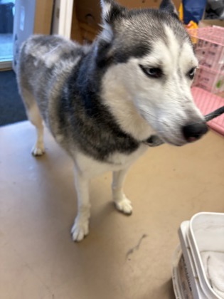 Shelter Stray Unknown Dog last seen Darlington Oak Dr, Doraville, GA 30340, 30340, GA, 3280 Chamblee Dunwoody Rd, Chamblee, GA 30341, USA