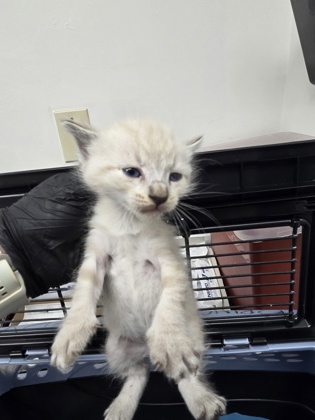 Shelter Stray Female Cat last seen Near eden aave, Oakland, CA, 1101 29th Ave, Oakland, CA 94601, USA