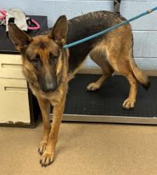 Shelter Stray Female Dog last seen Near Hidden Valley Road, 30035, GA, 3280 Chamblee Dunwoody Rd, Chamblee, GA 30341, USA